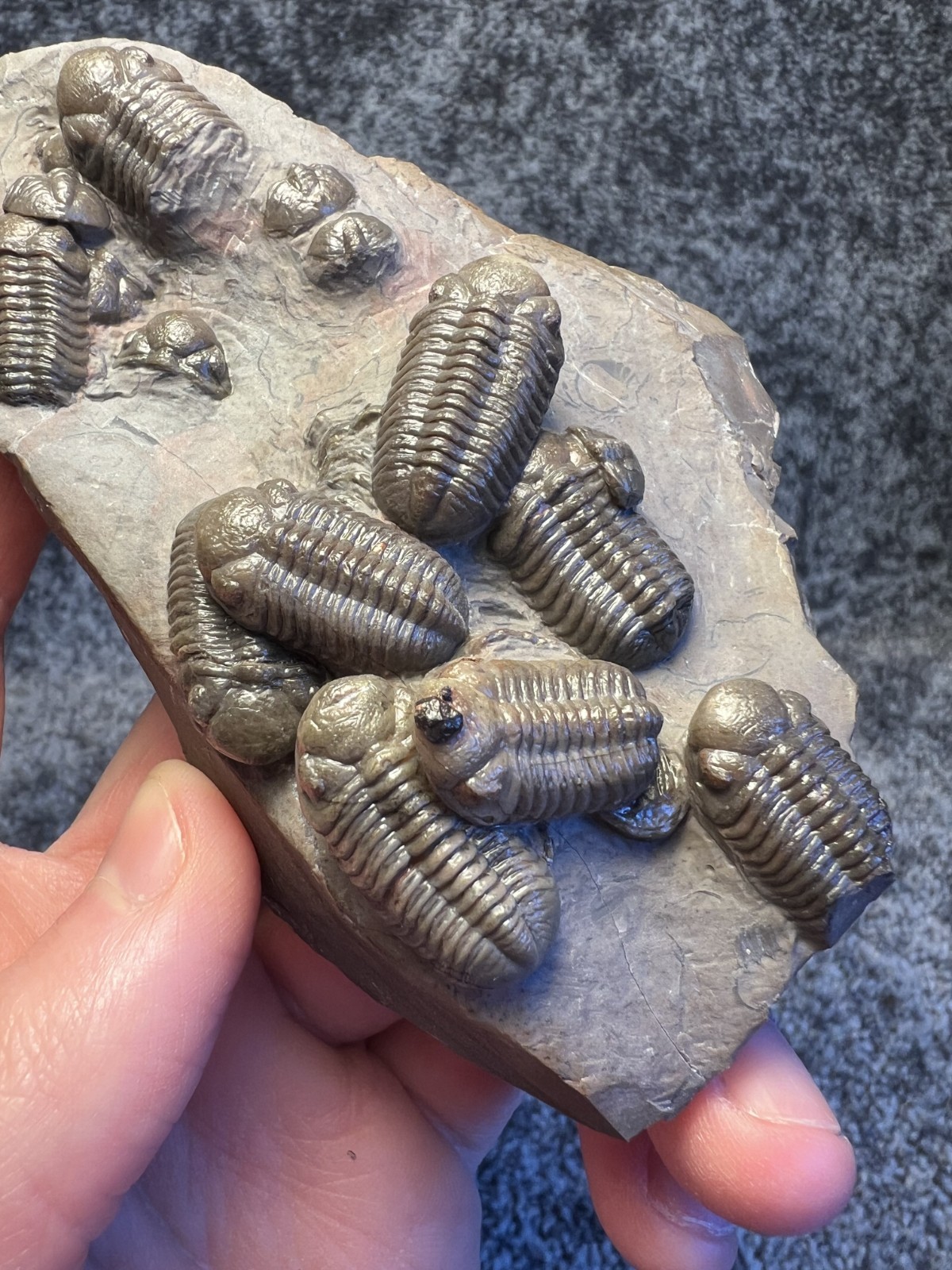 Austerops Trilobite Fossil Mortality Plate – Multiple Trilobites, Jorf