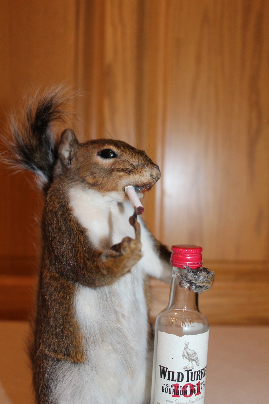 Taxidermy Naughty Squirrel Mount Novelty Present Whitetail Deer Log Cabin Decor