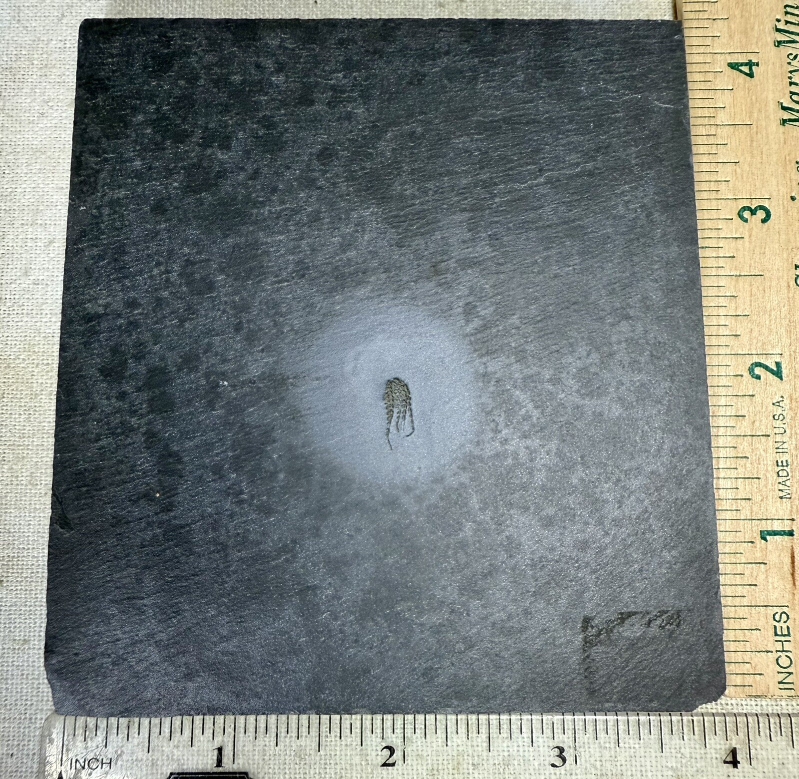 PYRITIZED Brittle Star Eospondylus Fossil ~ Bundenbach Germany ~ Devonian Period