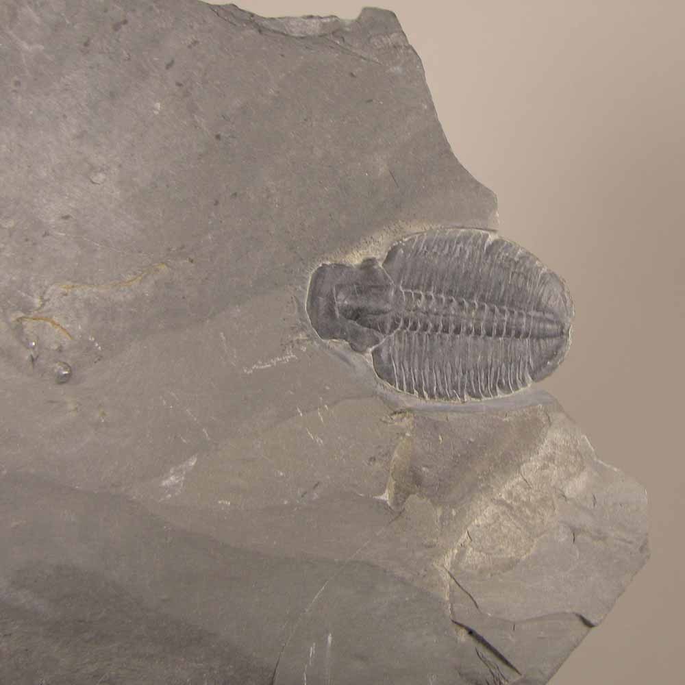 Elrathia Kingi TRILOBITE Fossil in Slate Matrix Rock - Cambrian Period - Utah