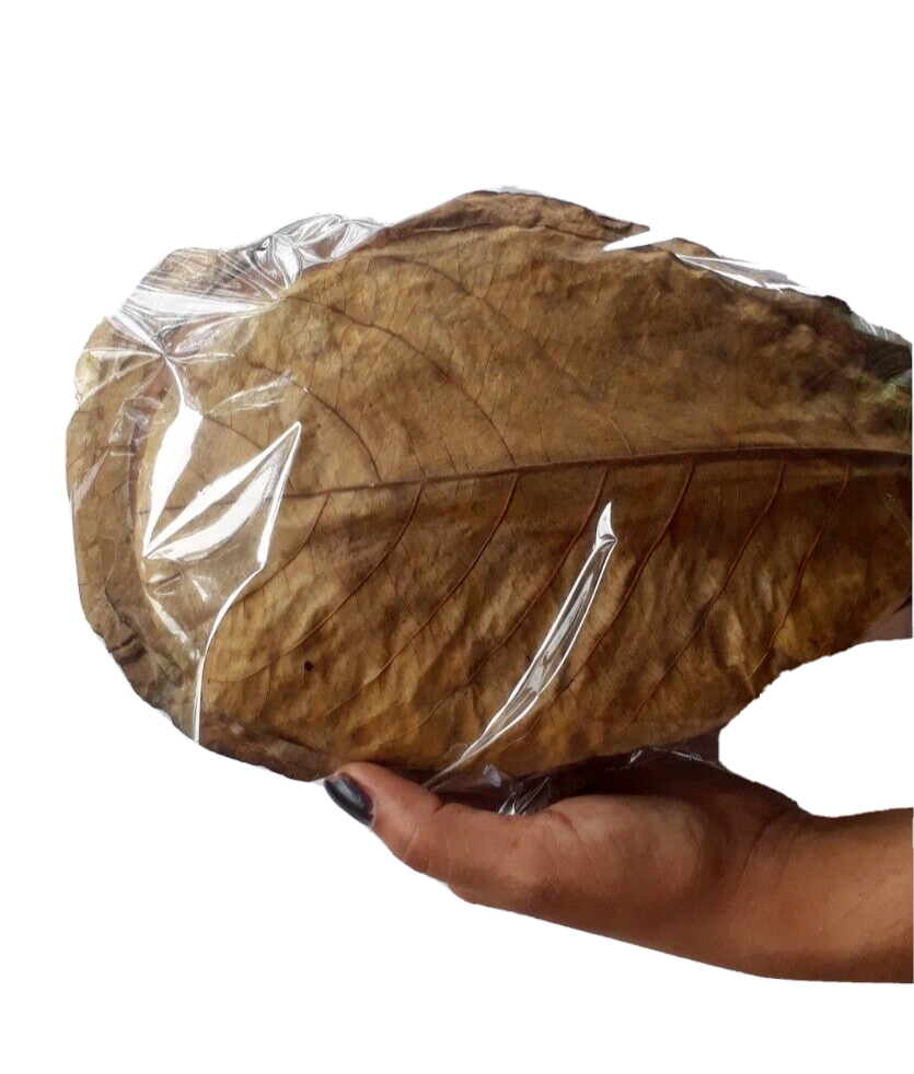 120g LARGE Indian Almond Catappa Ketapang Leaf Leaves Aquarium Betta Fish Shrimp