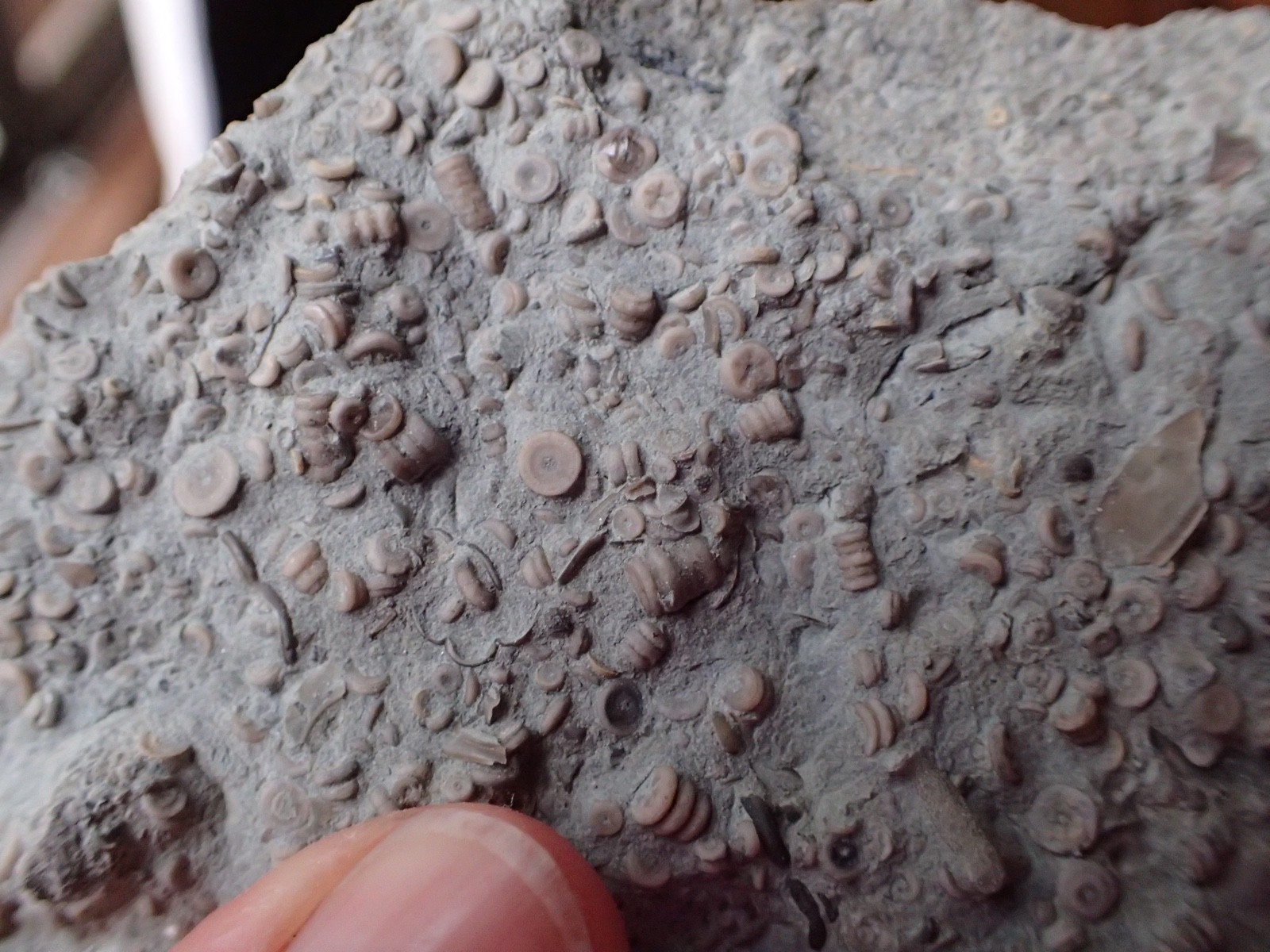 Crinoid Fossil Hash Plate KY Gift Specimen Collection Specimen Curio Display HP4