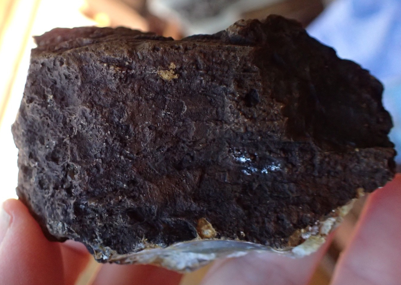 Botryoidal Fossil Coral Geode Fragment GA Agate Amber Display Sea Specimen WC40