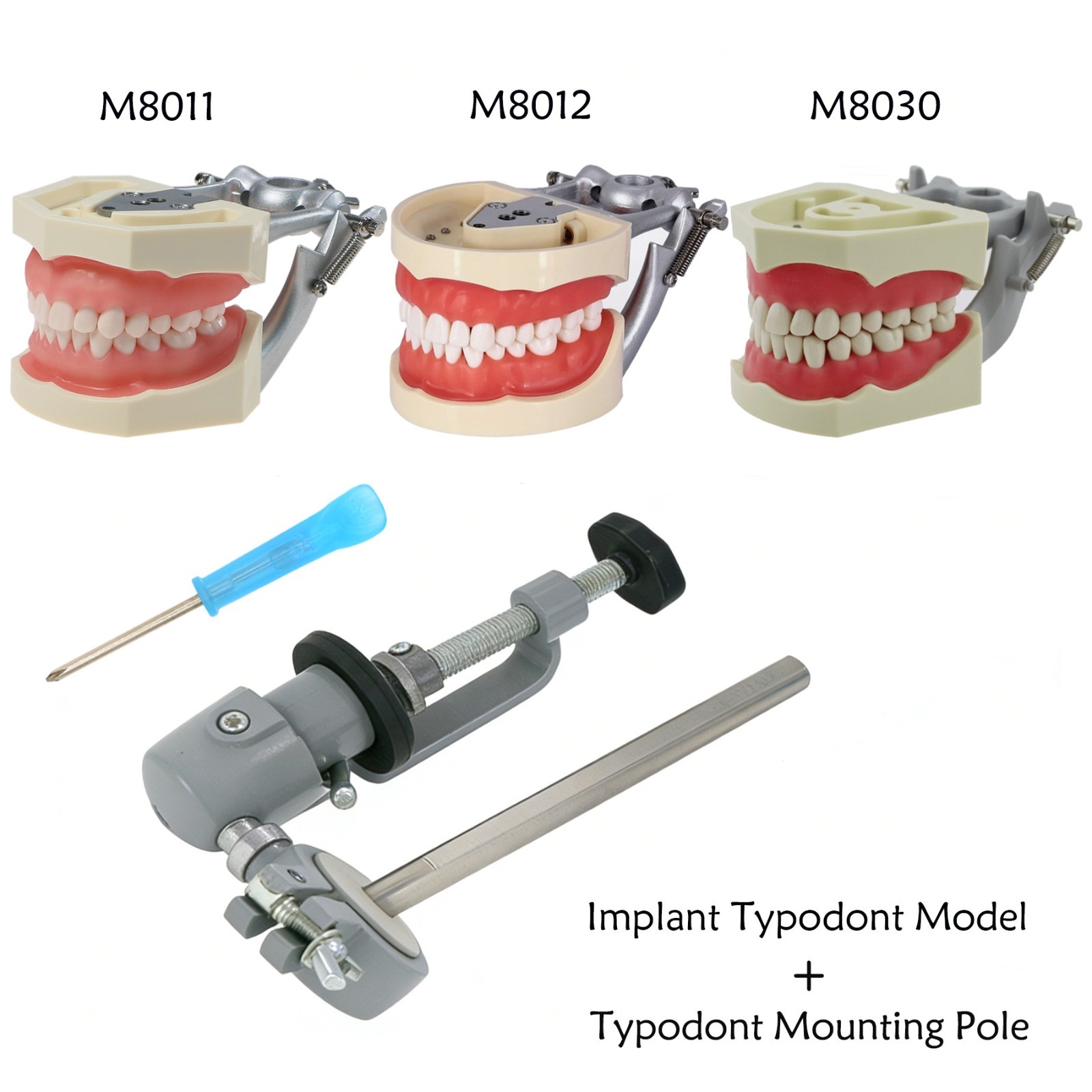 US For Kilgore Nissin 200 Columbia Type Dental Typodont Model With Mounting Pole
