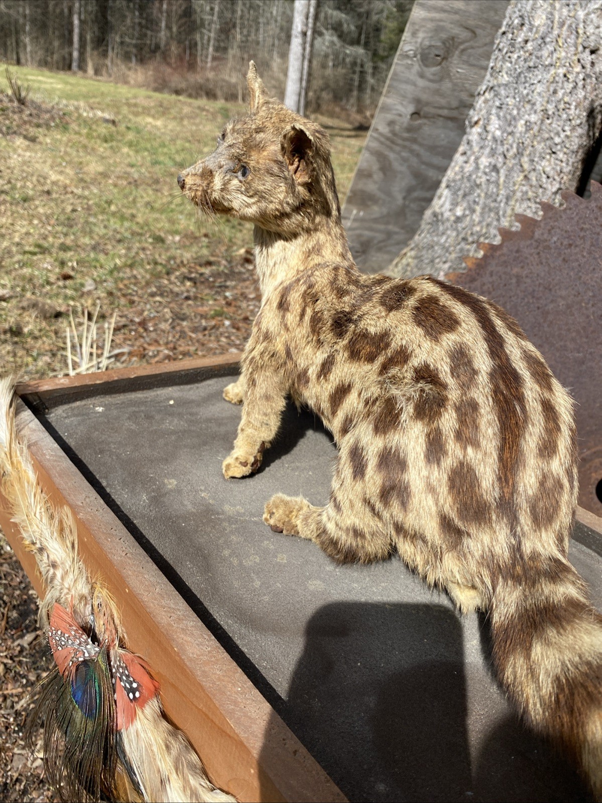 Super Cool African Genet Cat Standing Mount Taxidermy Exotic Decor
