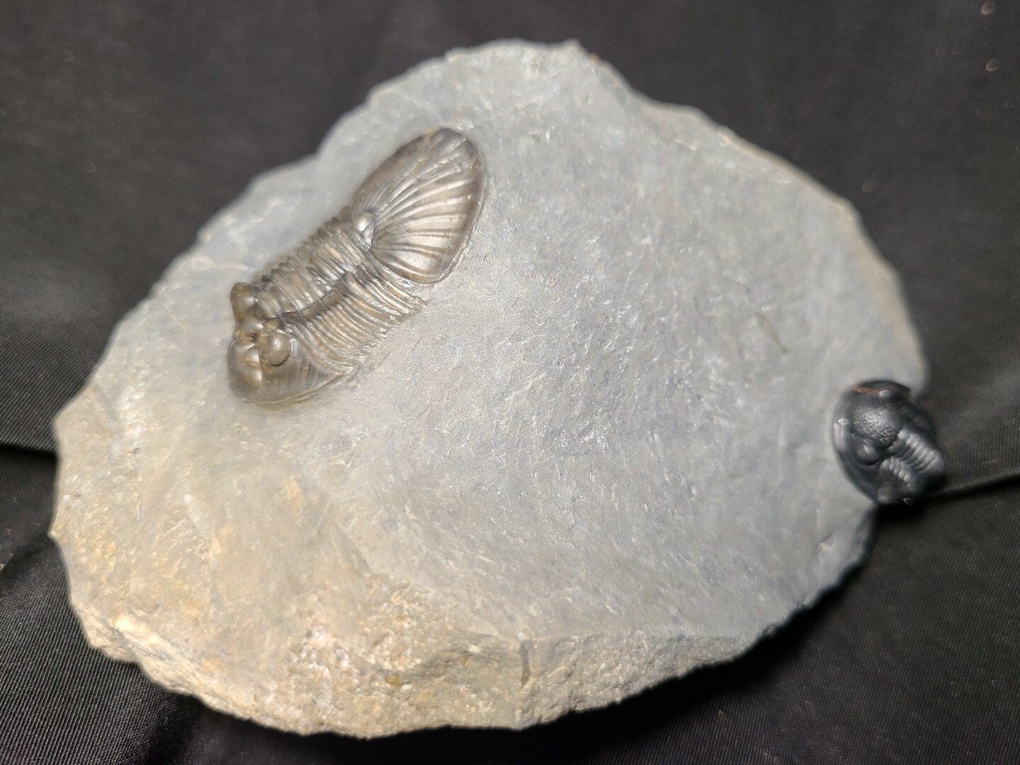 Top Quality double Scabriscutellum trilobite fossil from the Devonian Morocco