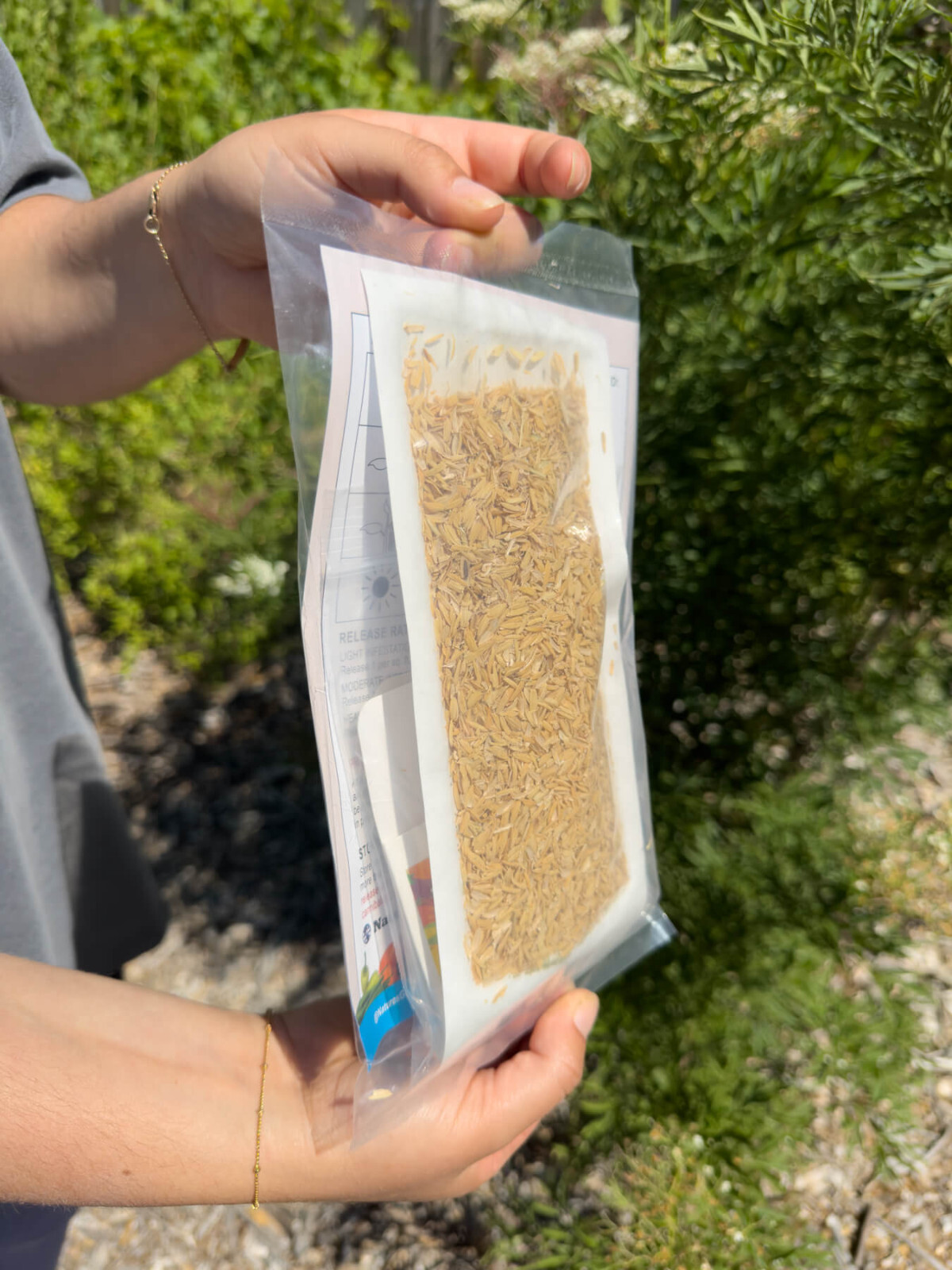 Green Lacewing Eggs in Rice Hulls - 1,000 Count - Aphid Exterminator