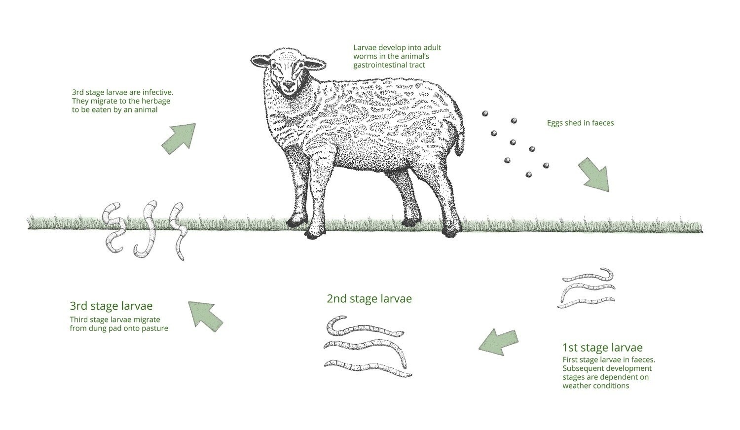 Sheep, Goat & Ruminants Anti-Parasites Anti-Worms - Dewormer - Made in USA