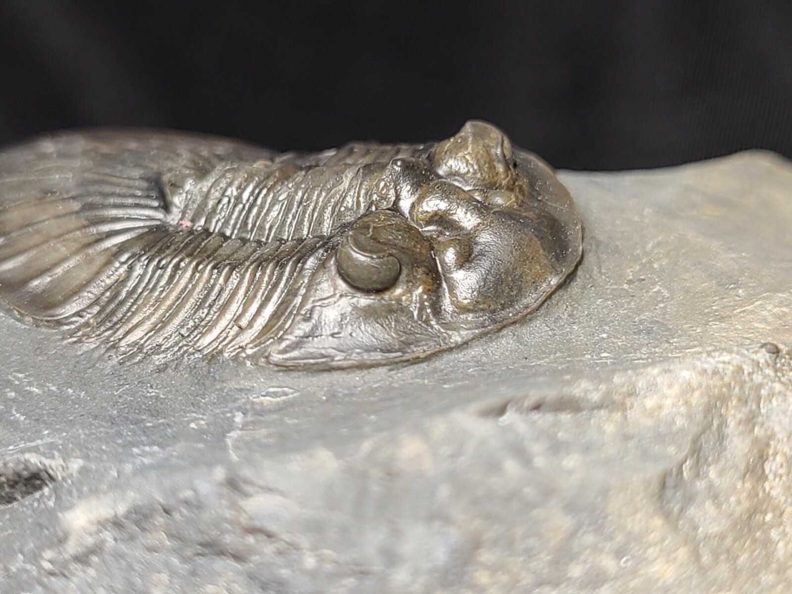 Top Quality double Scabriscutellum trilobite fossil from the Devonian Morocco