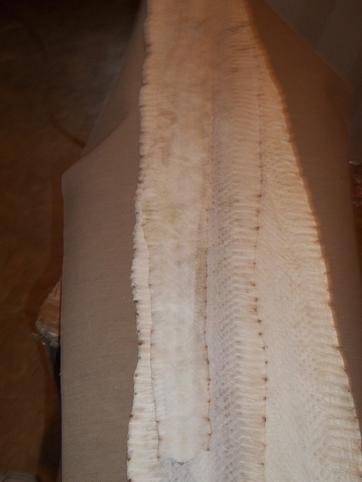 Tanned Copperhead skin 3" X 26" "Agkistrodon contortrix"