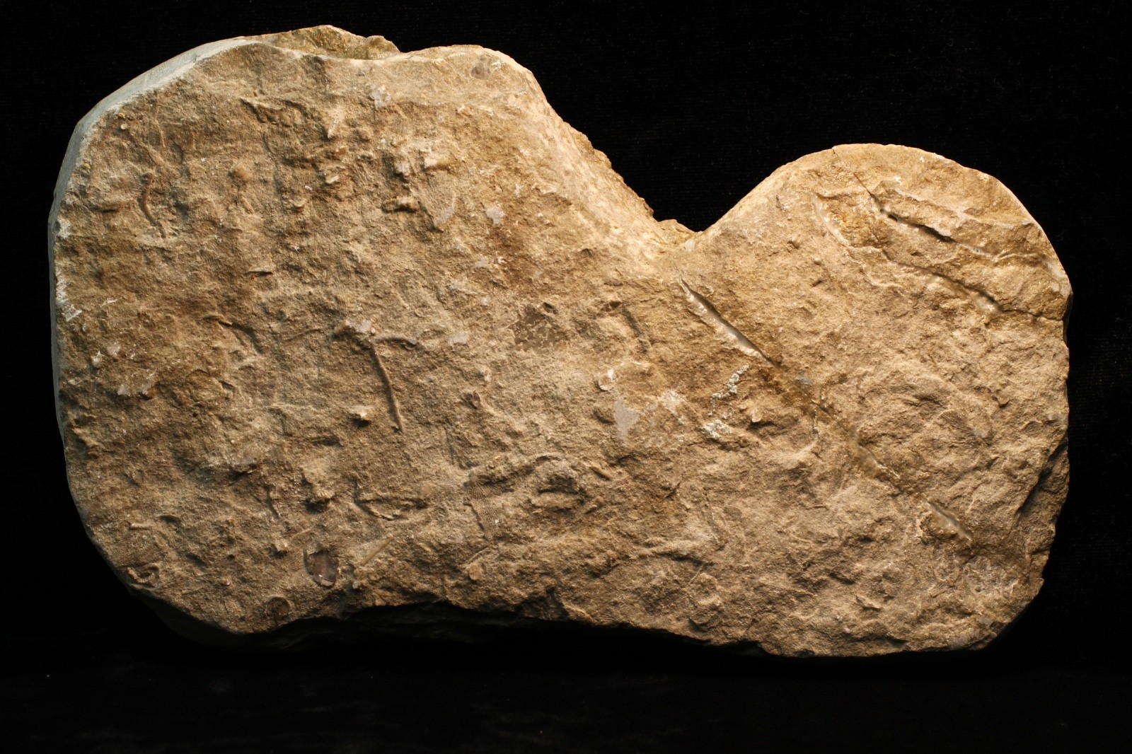 Five Different Crinoid Fossils, Franklin Co., Alabama