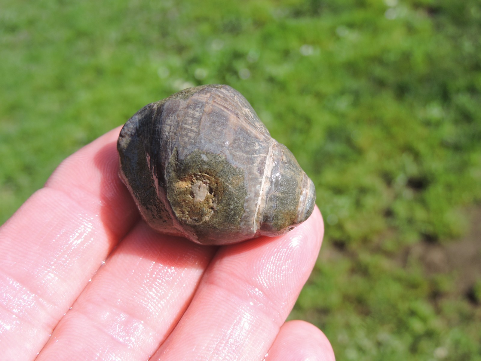 Box of MIXED Pacific Coast CLAM FOSSIL SHELL STONES Anadara, Steinkern ( 4 lb )