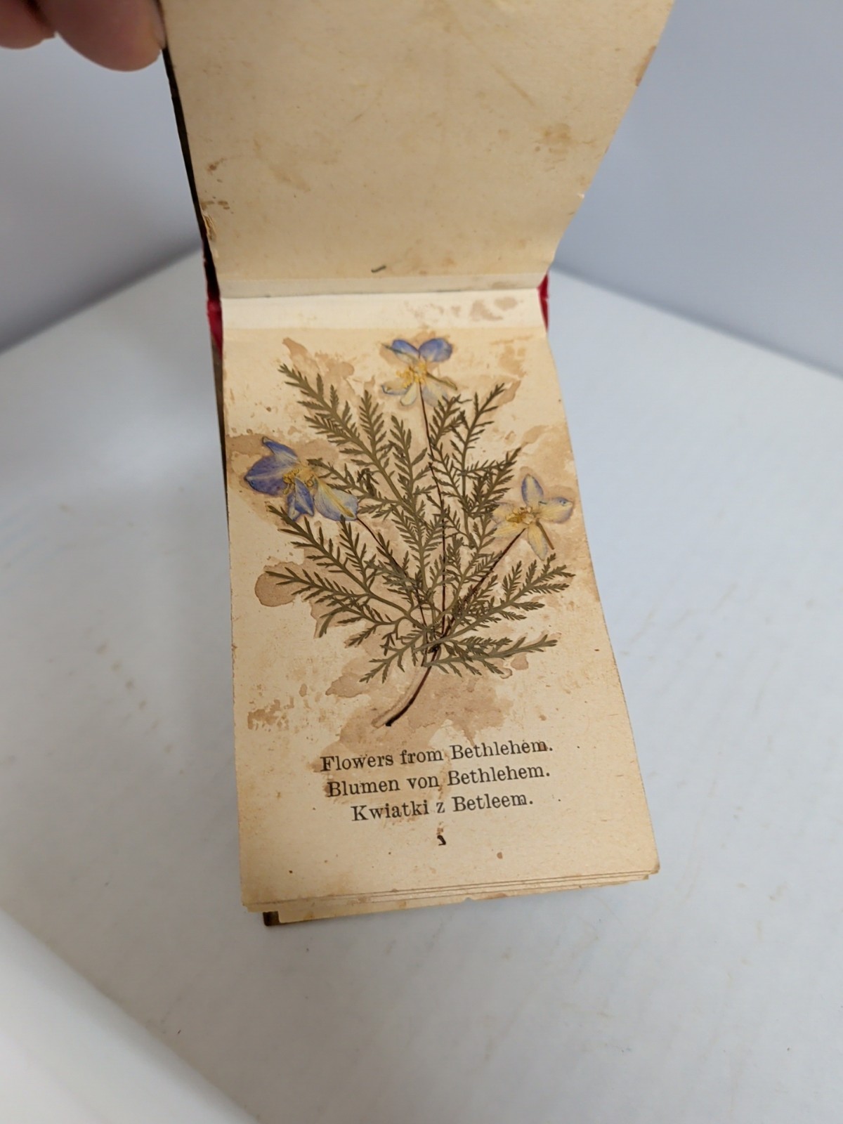 ANTIQUE Pressed Dried FLOWERS FROM ISRAEL Book OLIVE WOOD CARVED COVERS C4