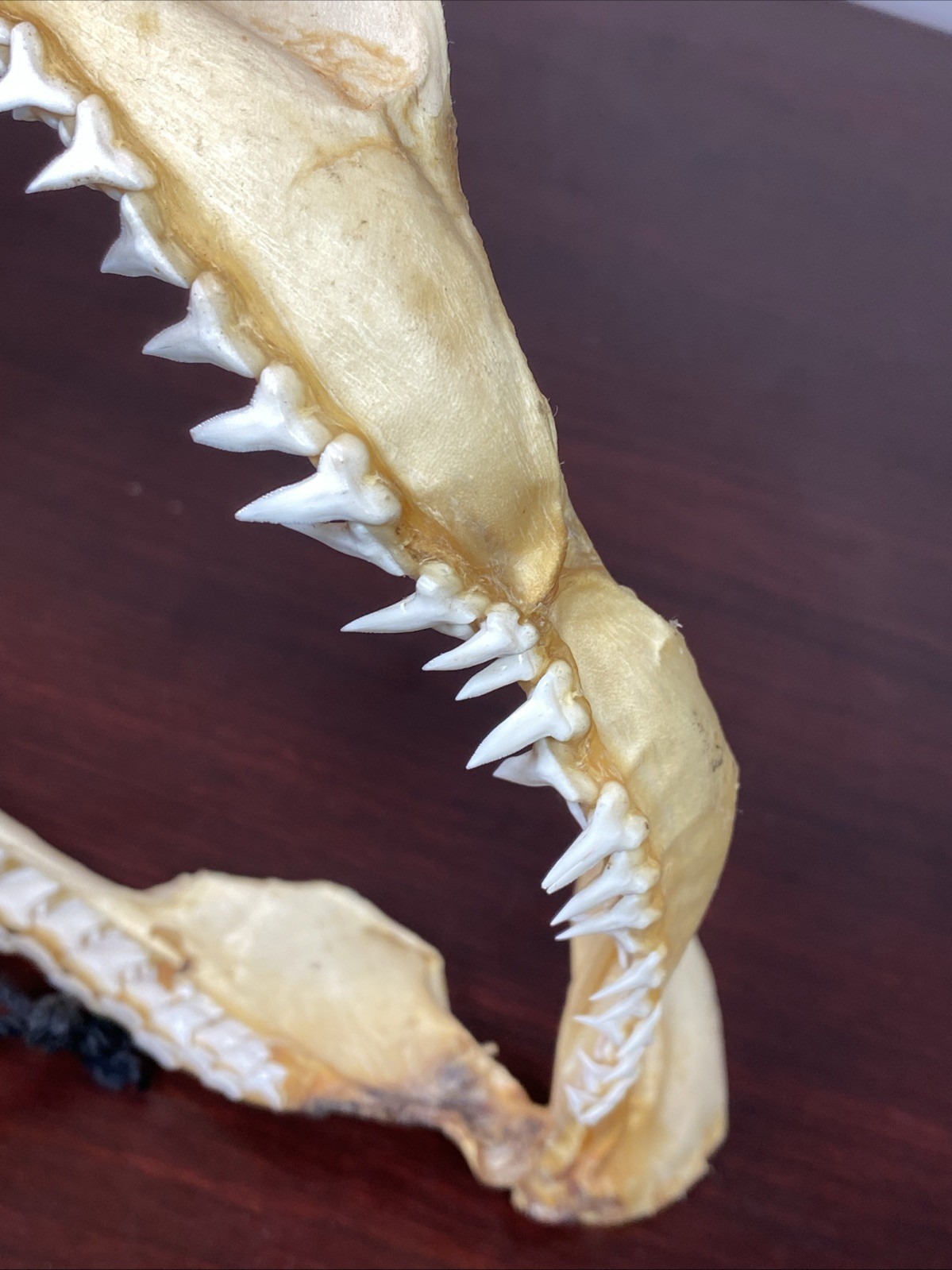 Vintage Bull Shark Jaw Taxidermy 4 Rows Of Teeth 9.5” Wide x6.25” Nautical Decor