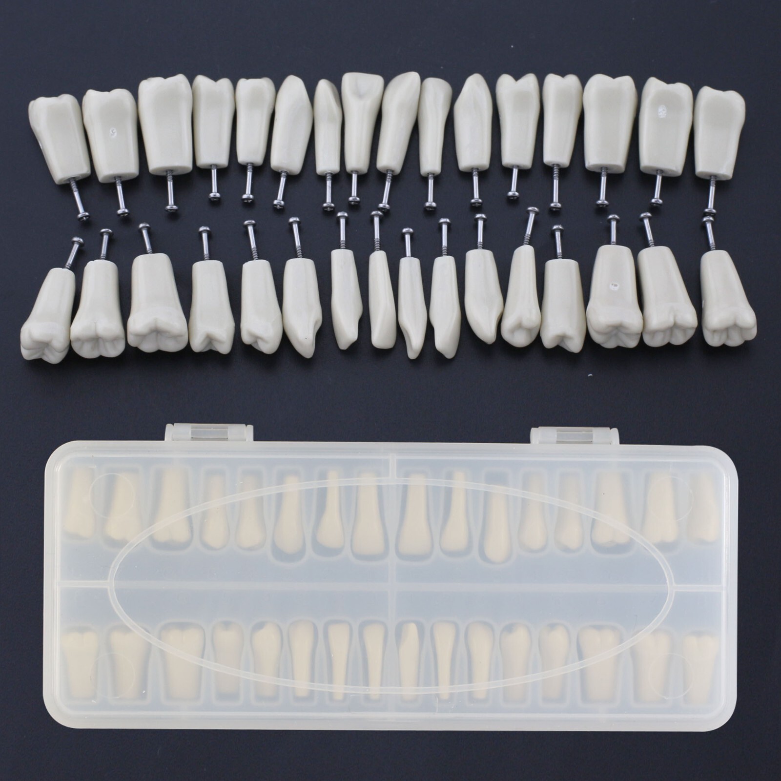 Columbia Dentoform 860 Dental Typodont Model 32pcs Removable Teeth Mounting Pole