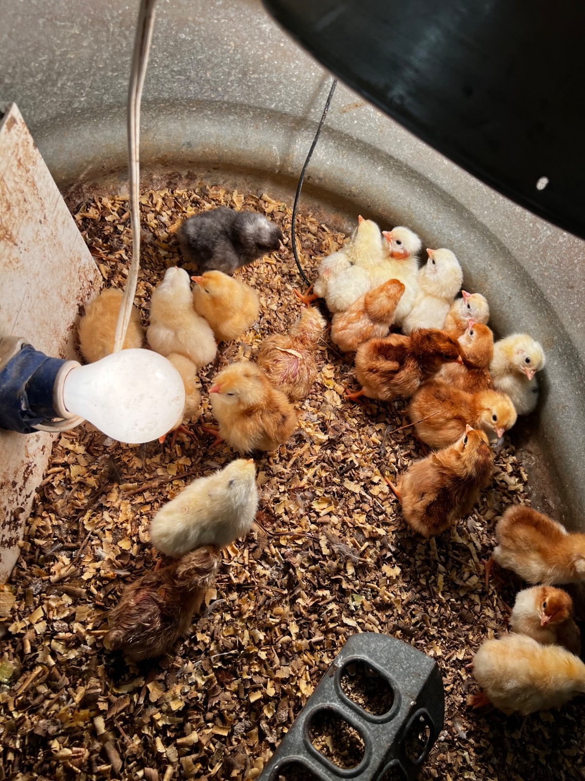 18 barnyard mix hatching eggs