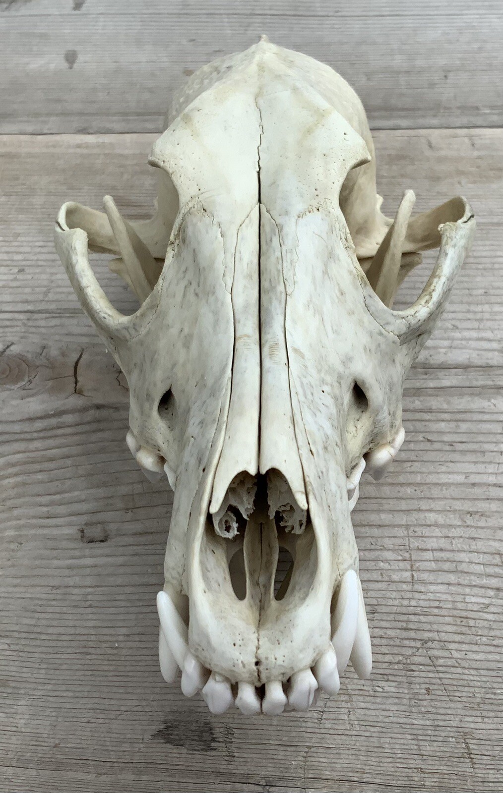 Coyote Skull Nature Cleaned Real Authentic Montana Coyote Skull