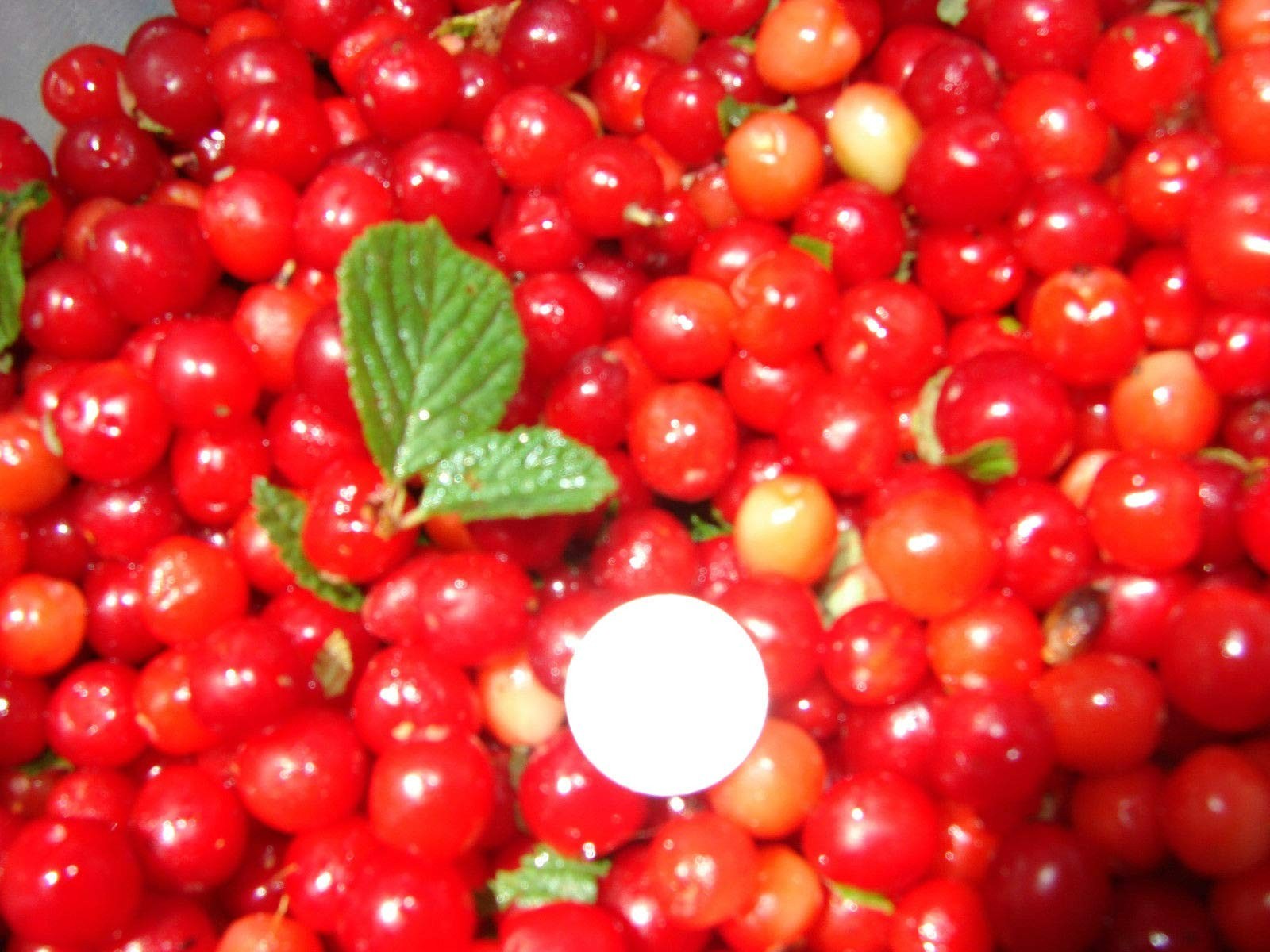 1 DORMANT Nanking Cheropugy bush cherry, rooted plant. Zones 4-8 Prunus tomentos