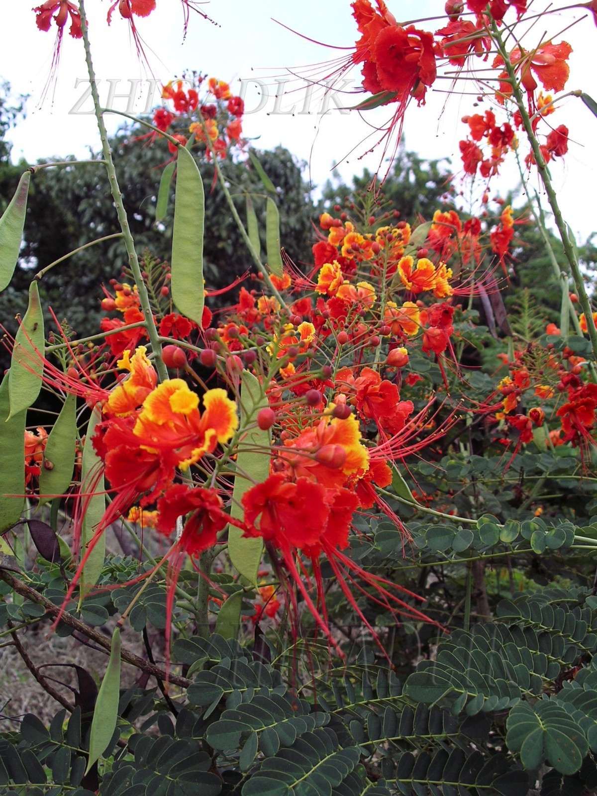 Caesalpinia pulcherrima Pride Of Barbados Mexican Bird Peacock seeds Orange Colr
