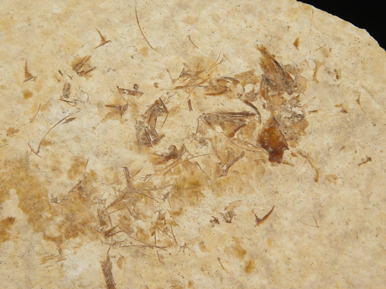 TWO! 50 Million Year Old EXPLODED Knightia Fry FISH Fossils From Wyoming 66.4gr