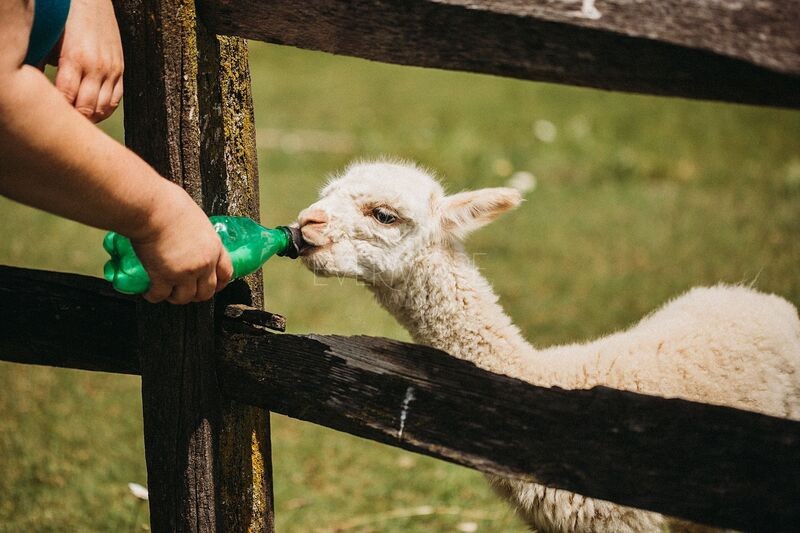 Bird Nesting Alpaca Fiber, BROWN (Stuffed 1 Gallon Bag) Ready To Use Raw Organic