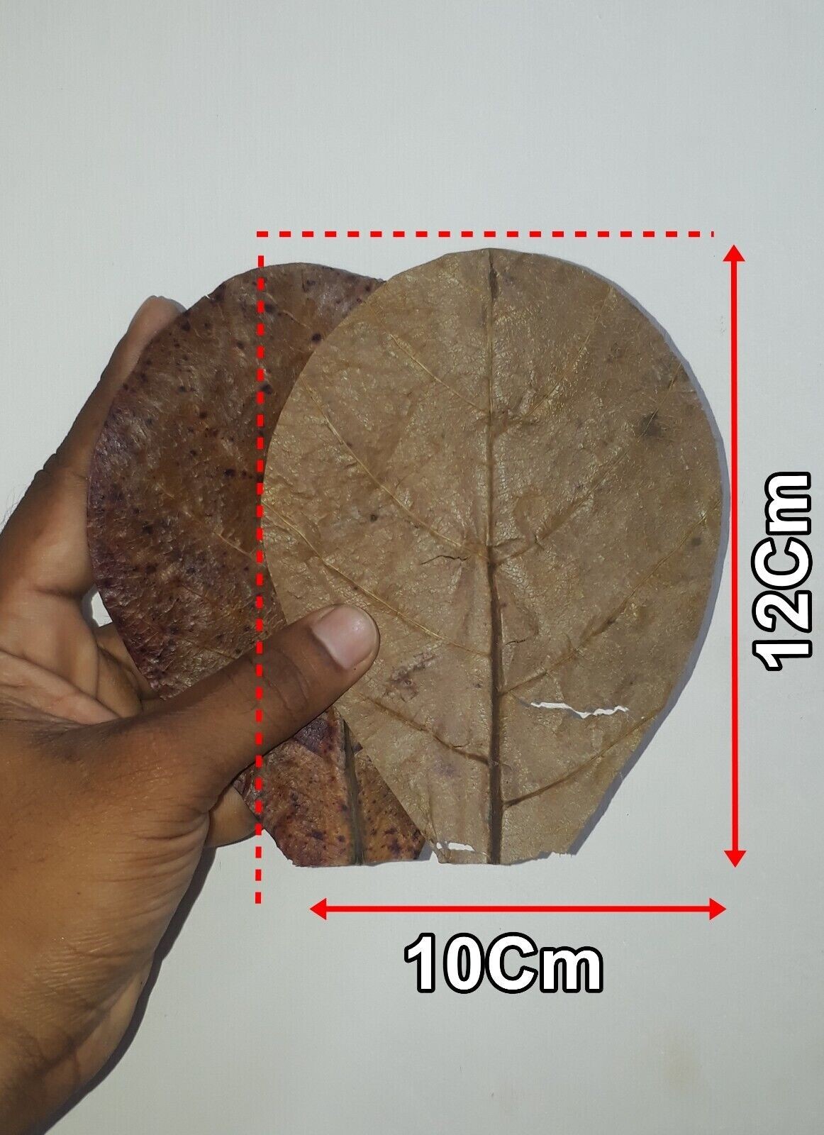 100Pc almond leaves 5'' catappa indian ketapang leaf Shrimp betta fish aquarium