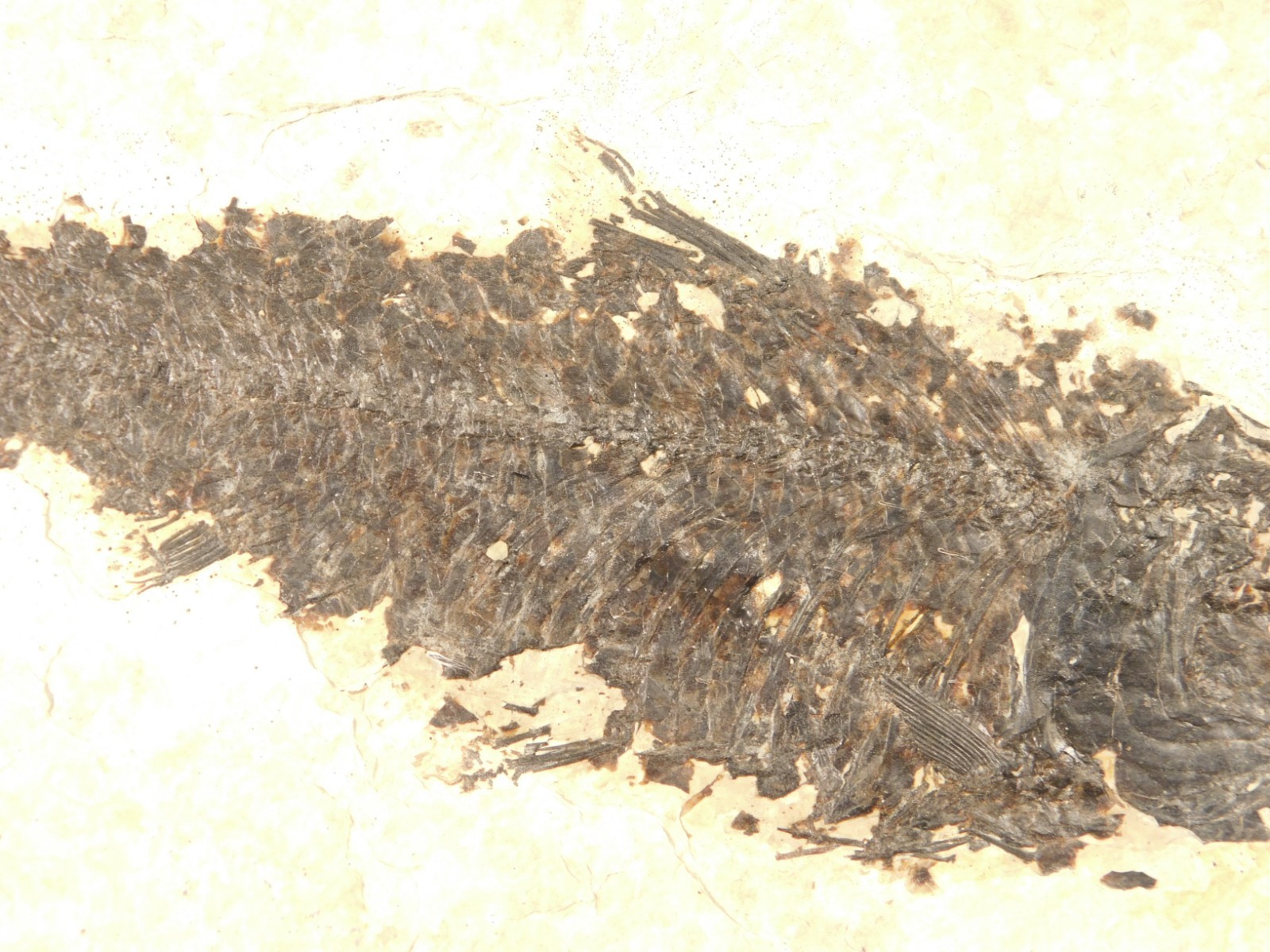 Larger! 50 Million Year Old Knightia FISH Fossil on Big Matrix Wyoming 721gr