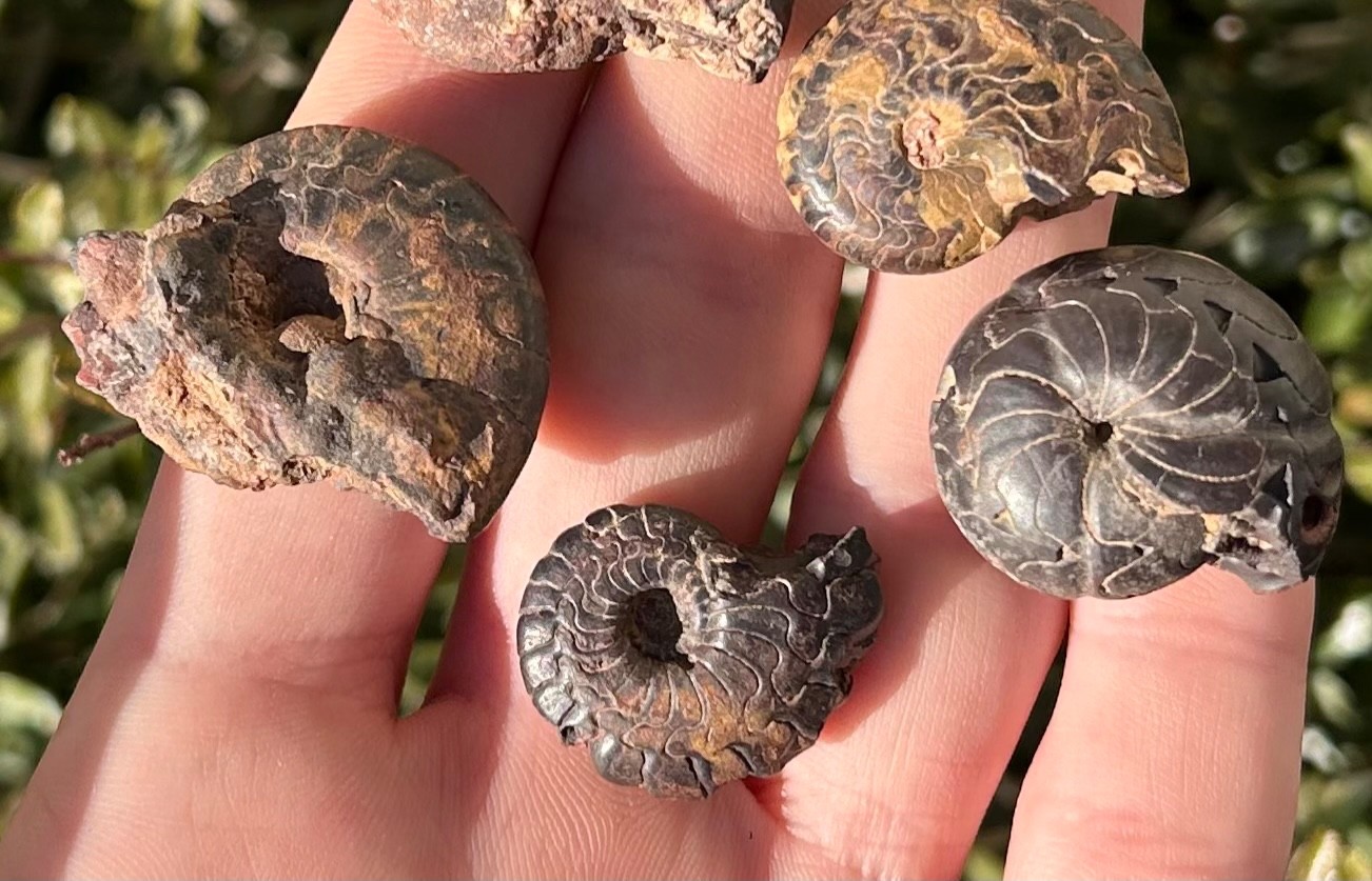Fossil Goniatites LOT OF 5 Morocco Ammonite Devonian Age