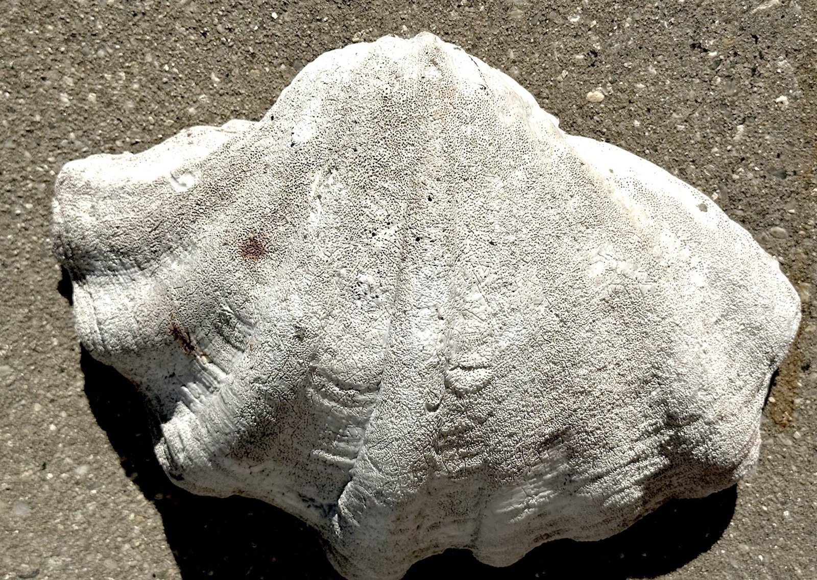 Giant Natural Clam Half Shell Tridacna Gigas 12” x 9” x 4.5”