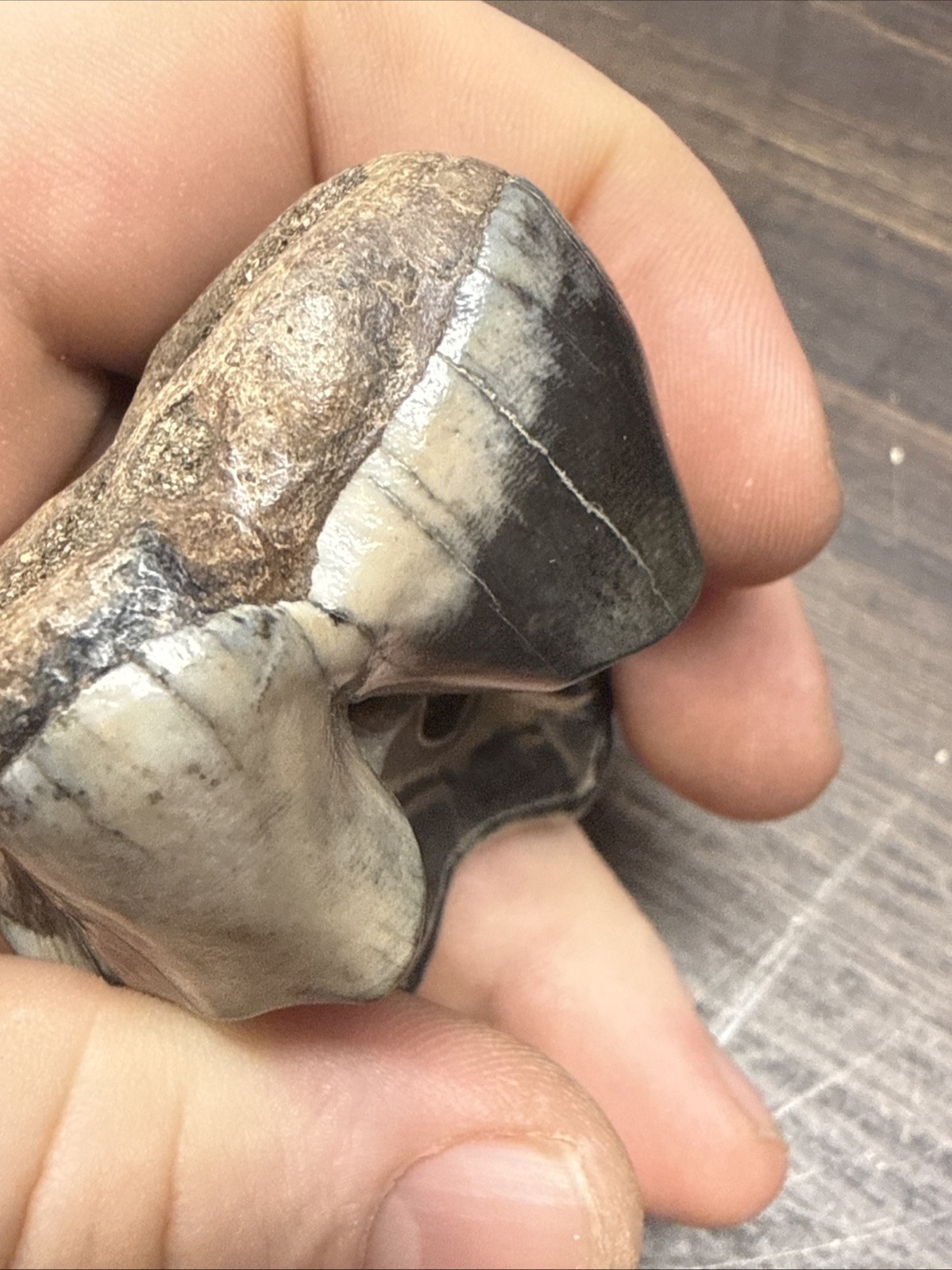 MASSIVE Wooly Rhinoceros Tooth Pleistocene Ice Age Permafrost