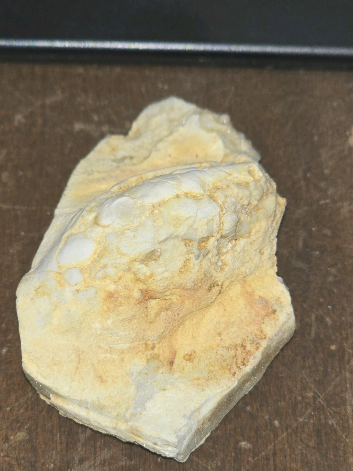 Beautiful Holocystite type Cystoid Fossil! Bring This Baby Home Today!