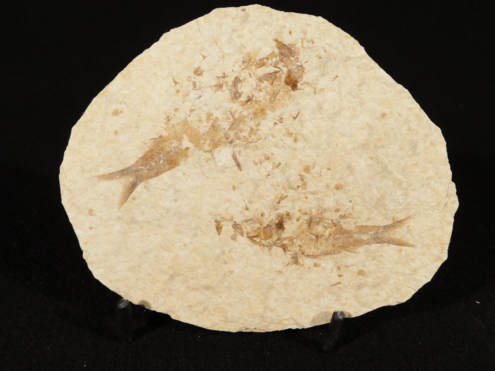 TWO! 50 Million Year Old EXPLODED Knightia Fry FISH Fossils From Wyoming 66.4gr
