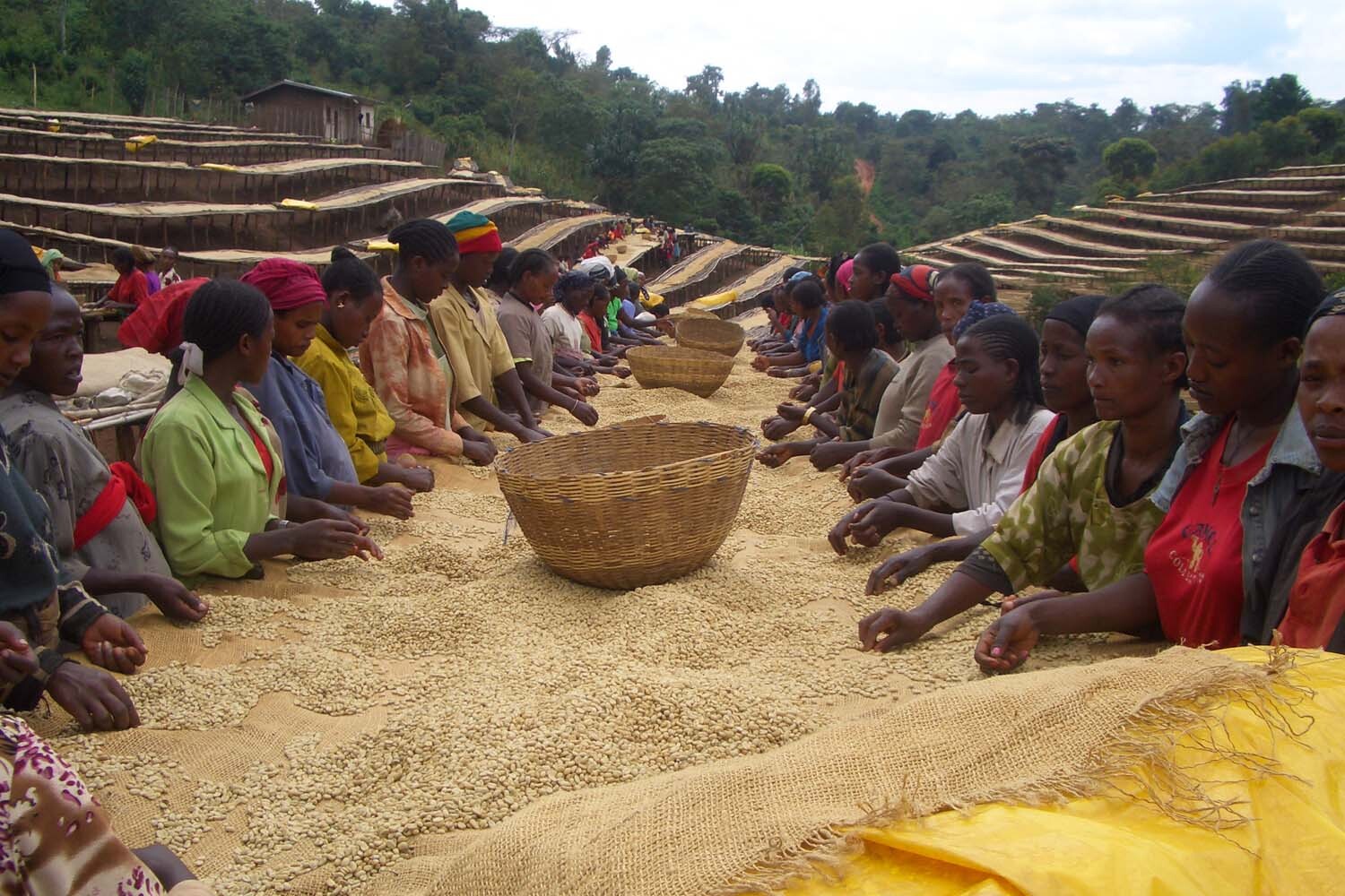 8oz/5lb - Ethiopia Yirgacheffe – African – Premium Fresh Roasted To Order Coffee