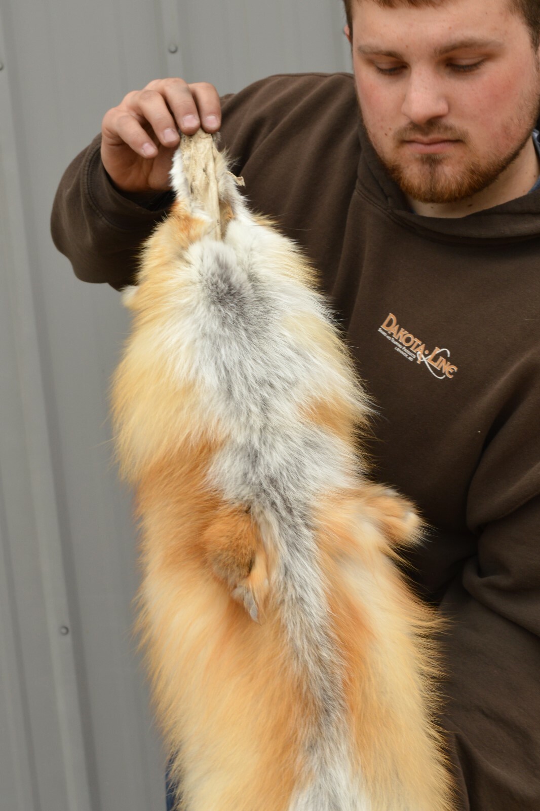 Tanned Red Fox Winter “Heavy Fur” Western XL Pelt, Hide, Medium Grade (rfwhmg)