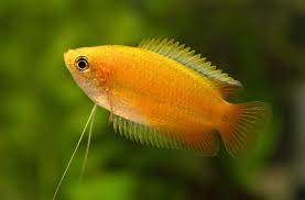 CUTE GOLD HONEY GOURAMI UNSEXED 1" (Trichogaster chuna)