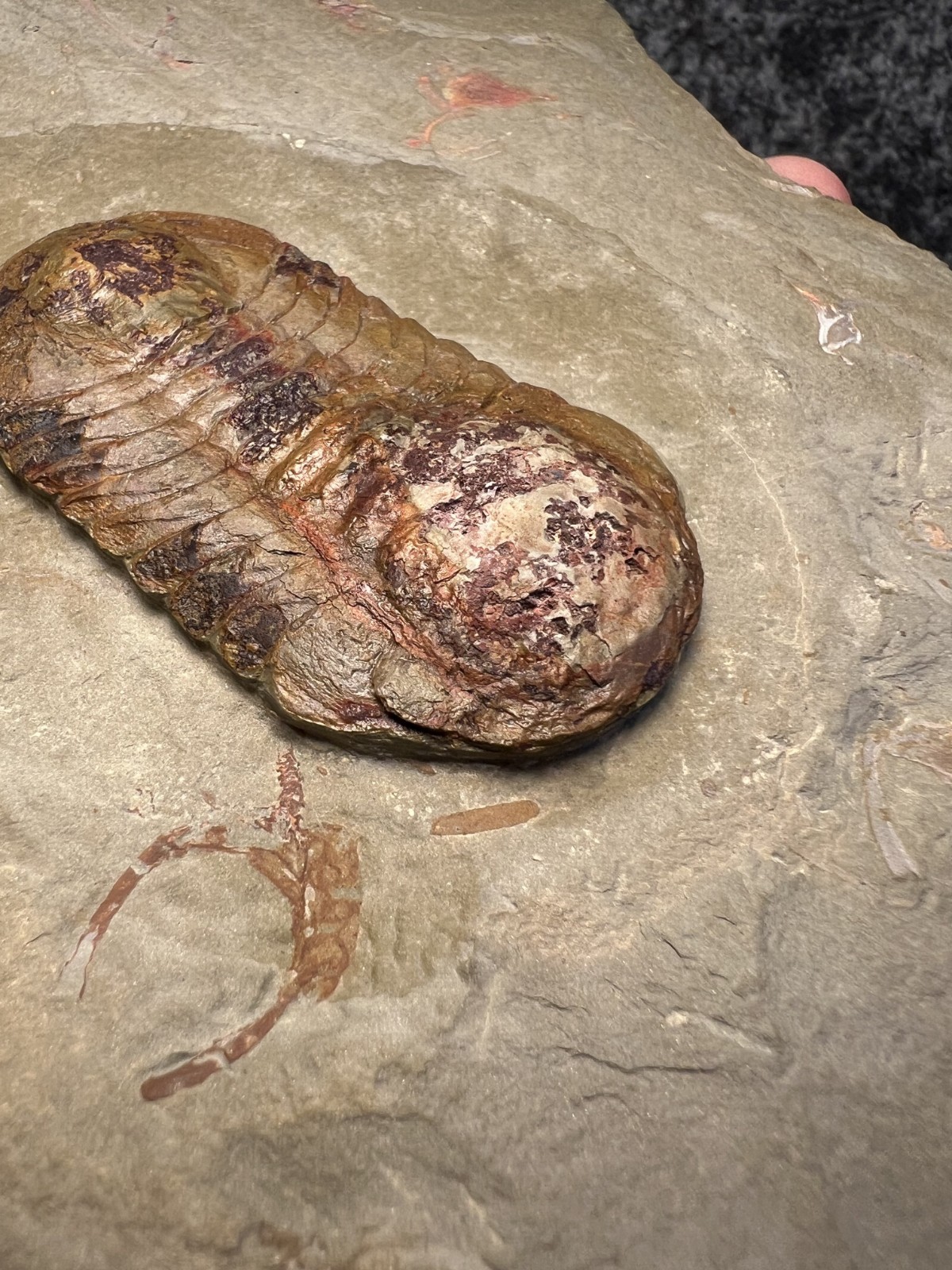 Symphysurus sp. Trilobite Fossil – Well-Preserved Specimen
