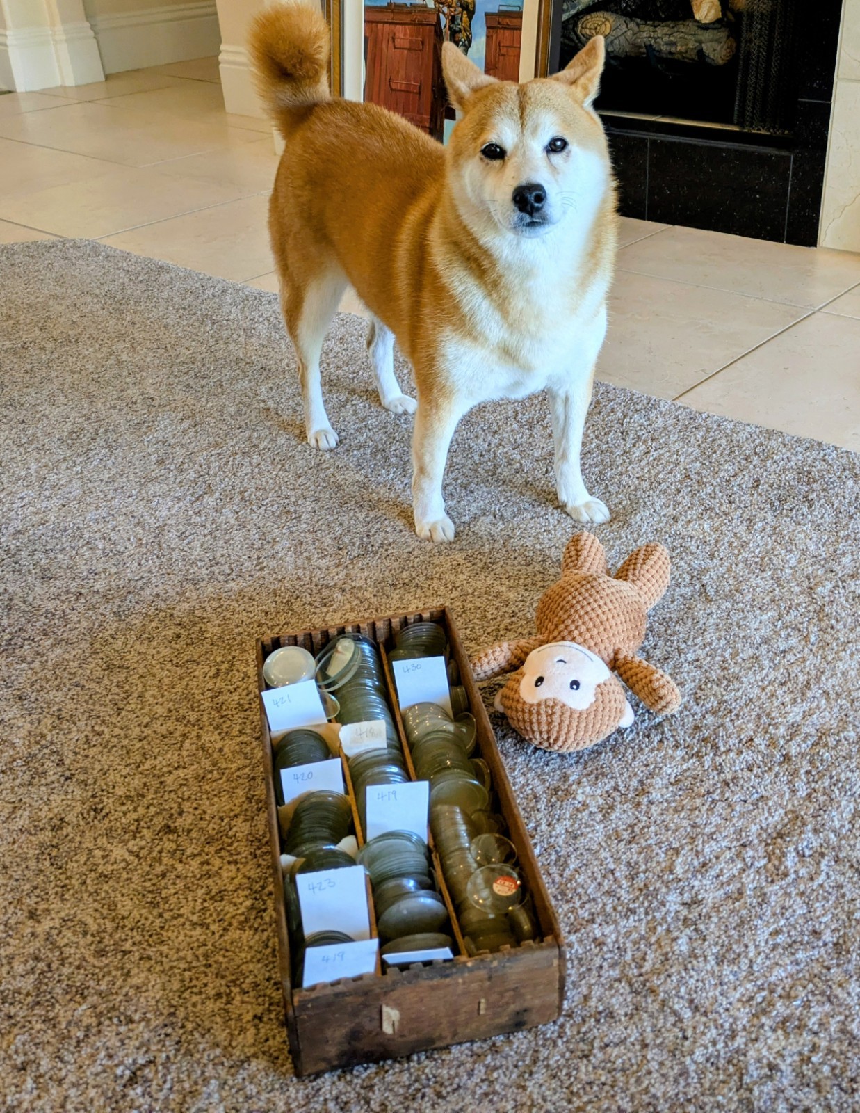 Pocket Watch Crystals, Multiple Sizes, Thousands Available, 3 Lenses / Set, NOS