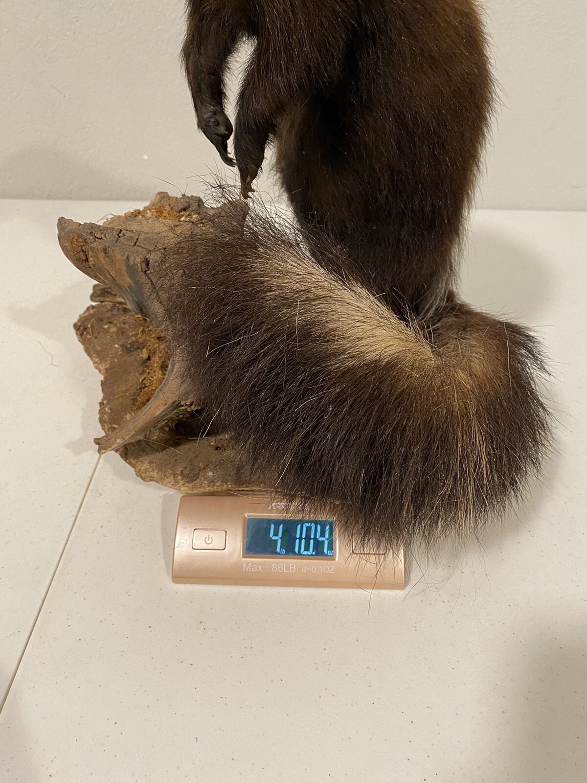 Rare Adult Brown Striped Skunk Taxidermy Mounted 16” Tall Vintage Oddity NICE