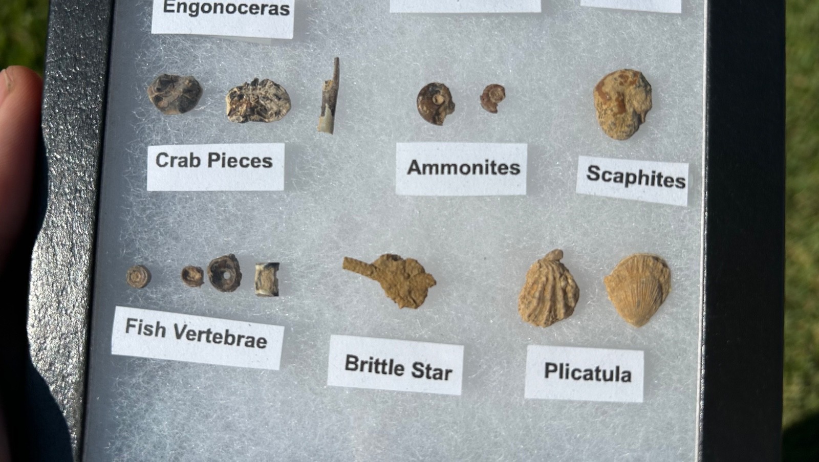 Pawpaw Formation Fossils Collection Starfish Ammonites Crabs Scaphites etc