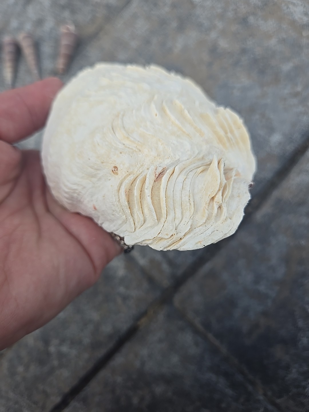 Derasa Tridacna Clam Seashell Half White w Barnacle Growth 1 HALF approx 6.75"