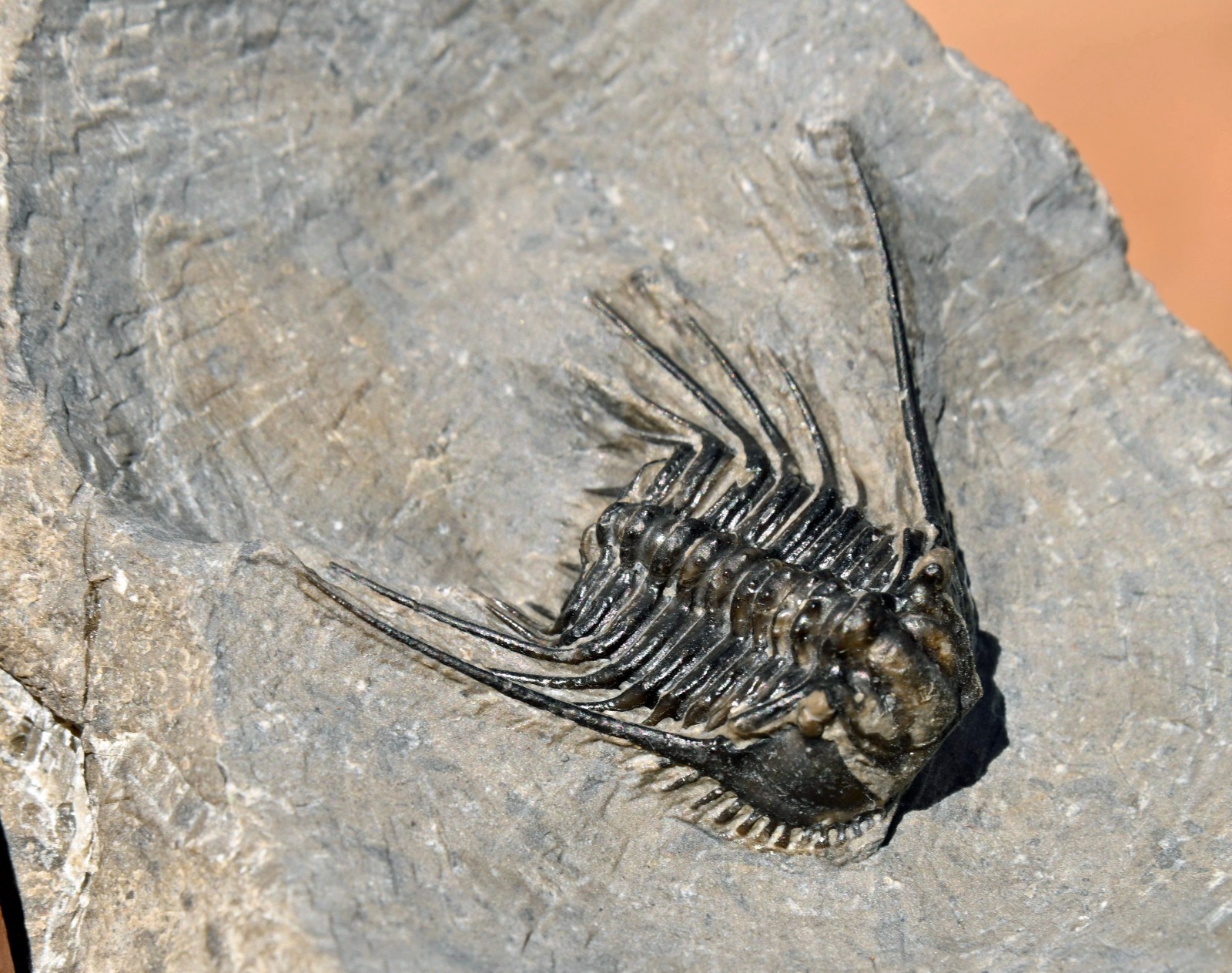 Trilobite Fossil, Leonaspis sp., from Morocco #1