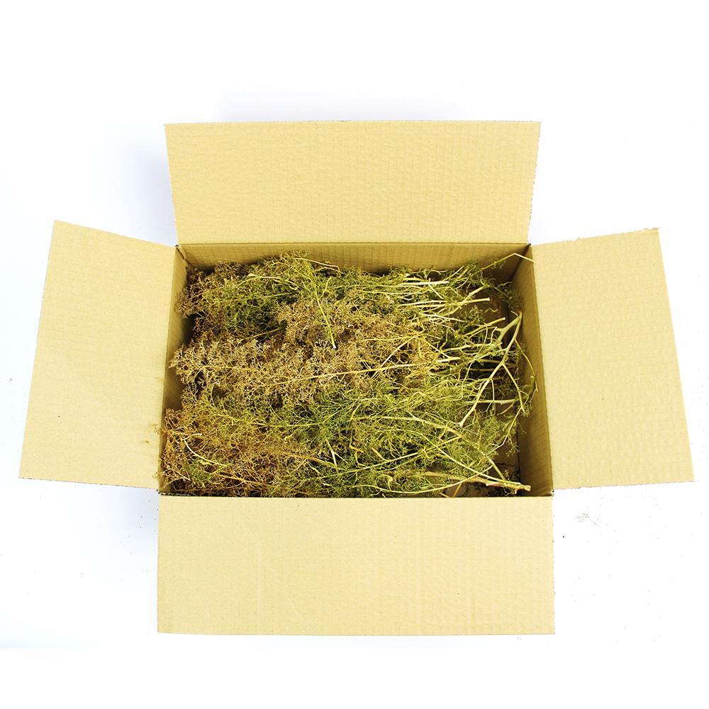 Seafoam Trees Box Mixed Size | Model Scenery