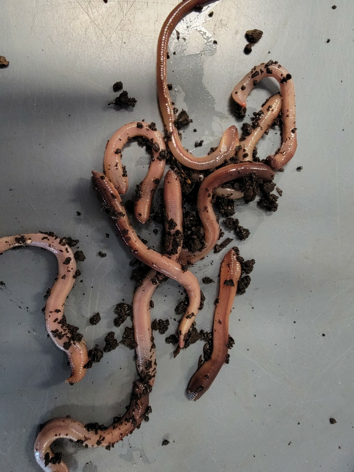 Baby Canadian Nightcrawlers Free Priority Shipping, Live Arrival Guarantee