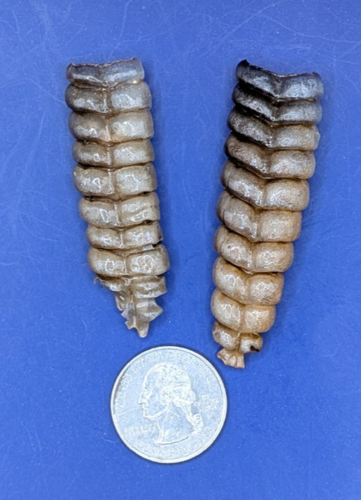 2 Nice Very Western Diamondback Rattlesnake Rattle #R6311