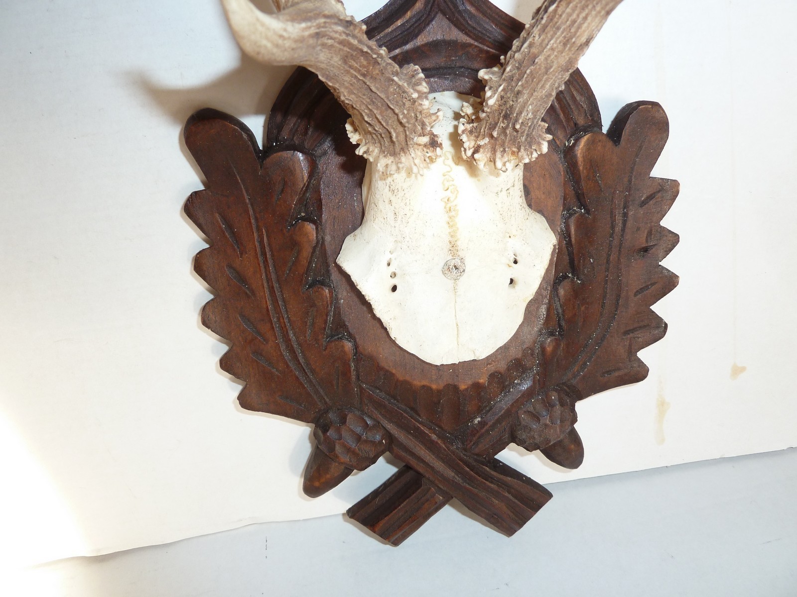 PAIR BLACK FOREST CARVED ROE DEER ANTLERS MOUNTS