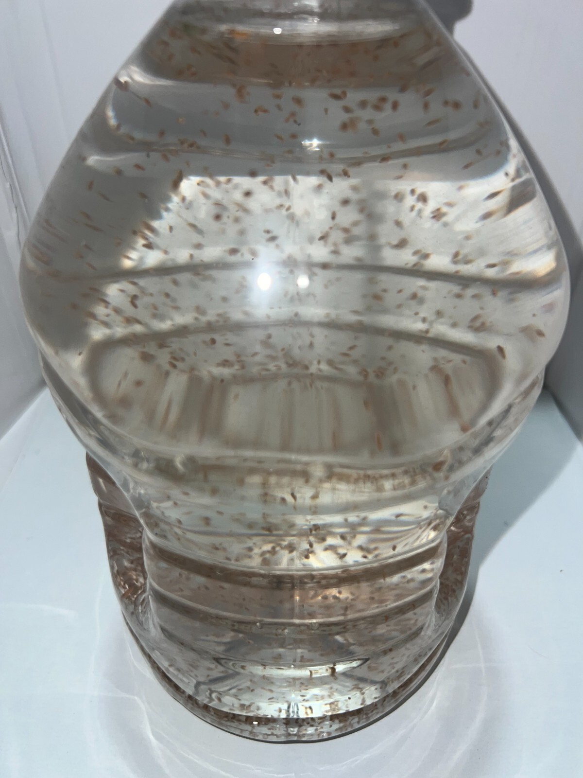 2500 Daphnia Magna (Clean Indoor Culture) Buy 2 get 1 free!