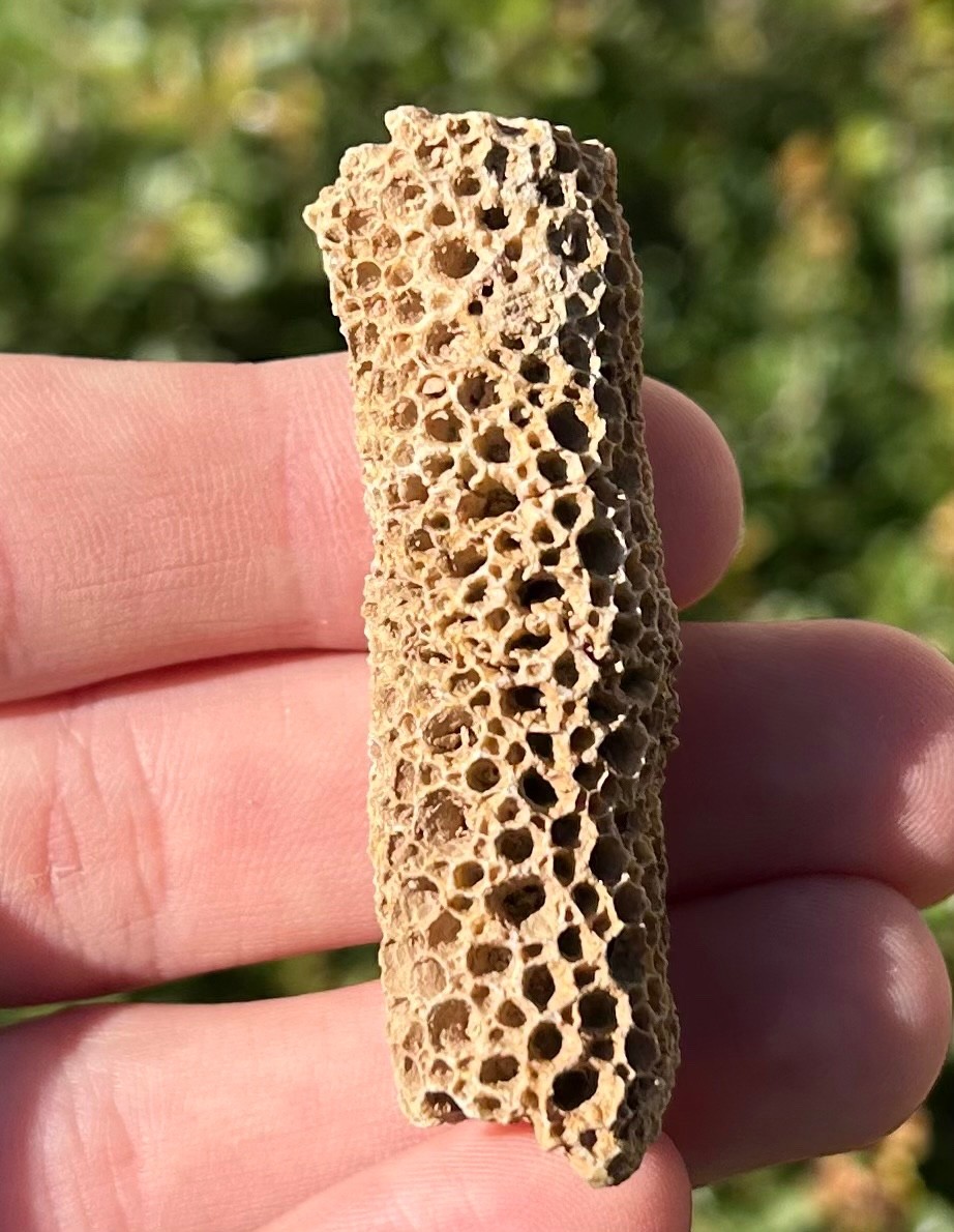 Oklahoma Fossil Coral Striatopora Pennsylvanian Age Gene Autry Shale