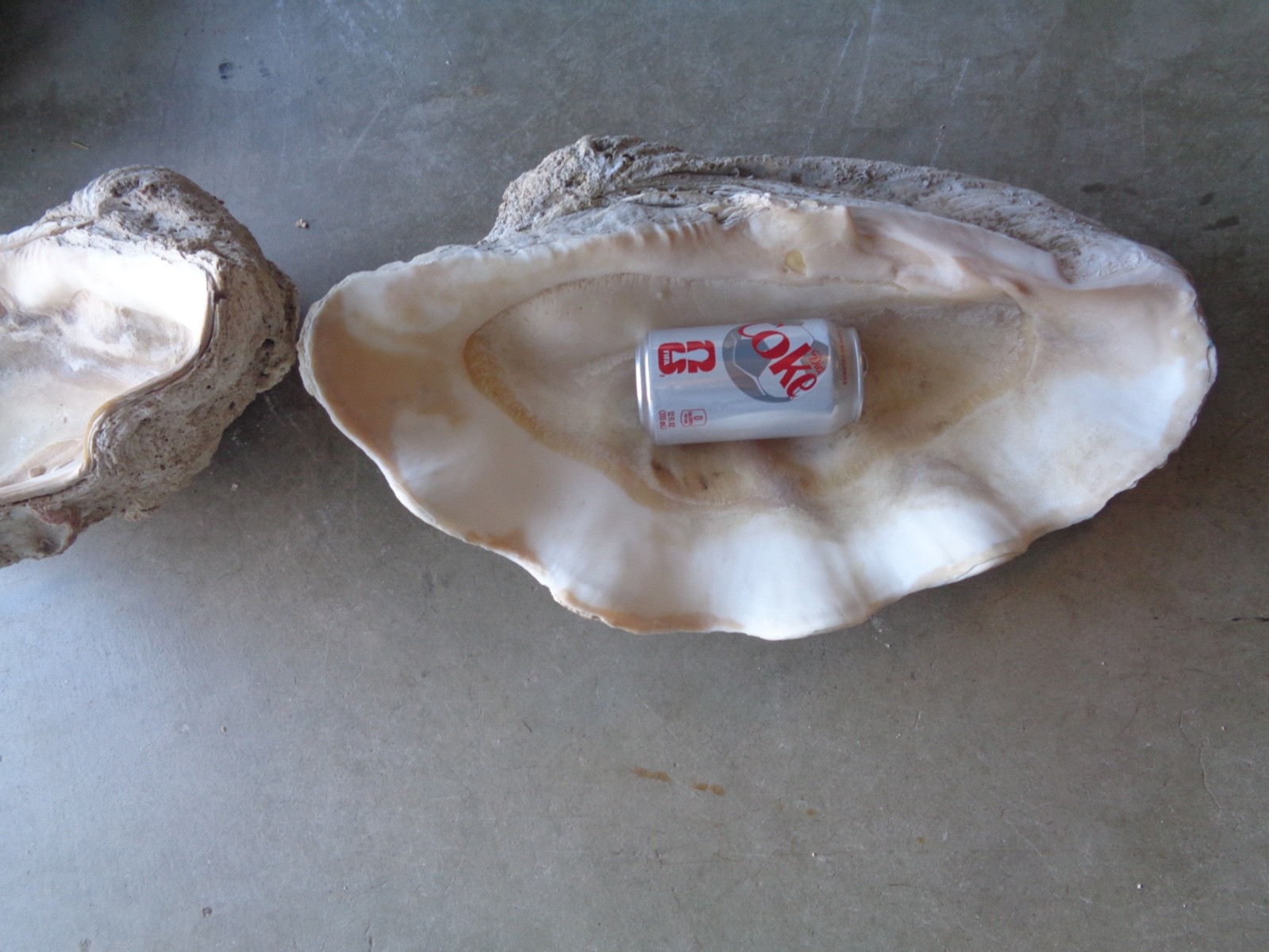 Tridacna Gigas Clam Shell Set Beautiful Matching Pair Giant Old Nautical Shells