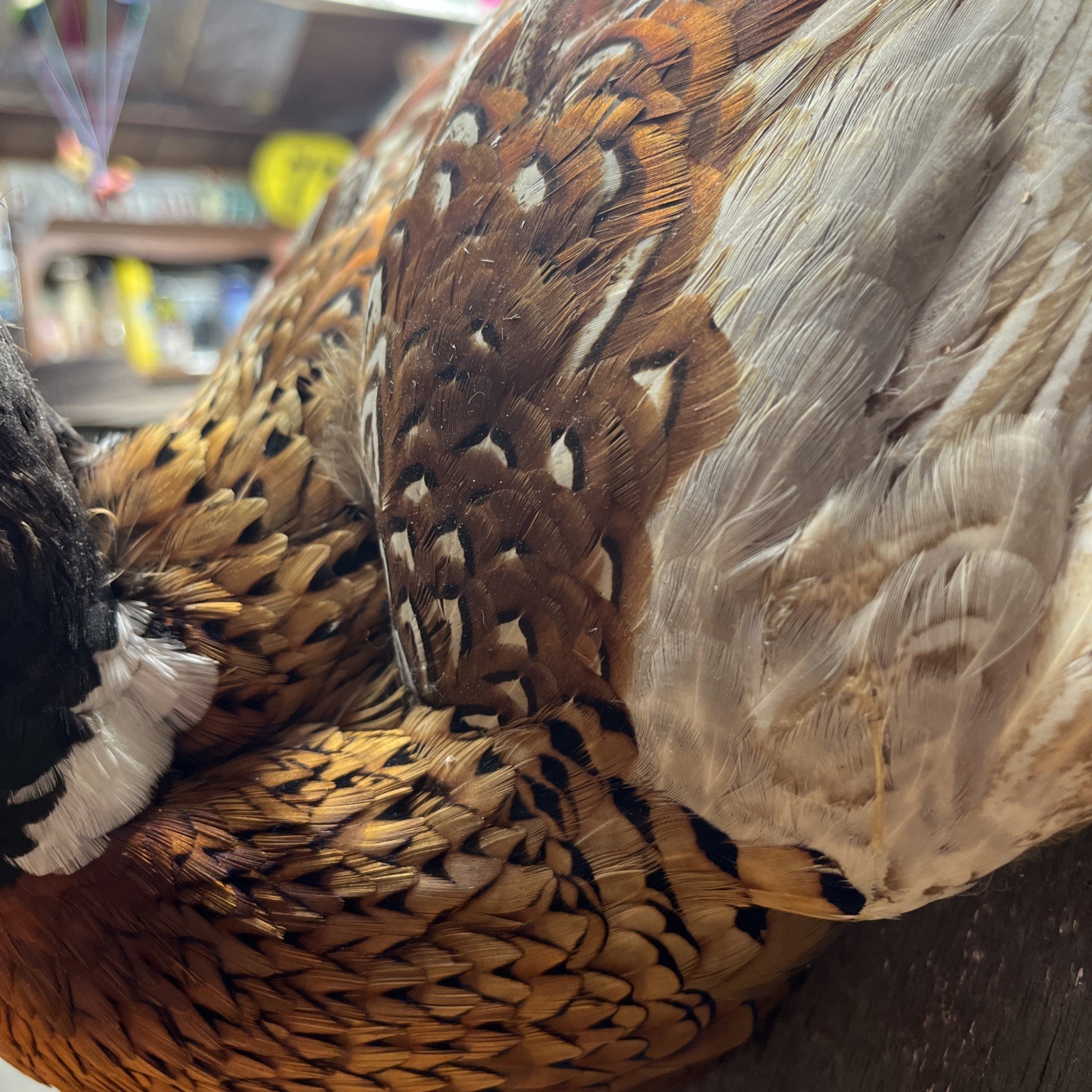VINTAGE TAXIDERMY RING-NECKED FULL PHEASANT WALL MOUNT 24” CABIN HUNTING