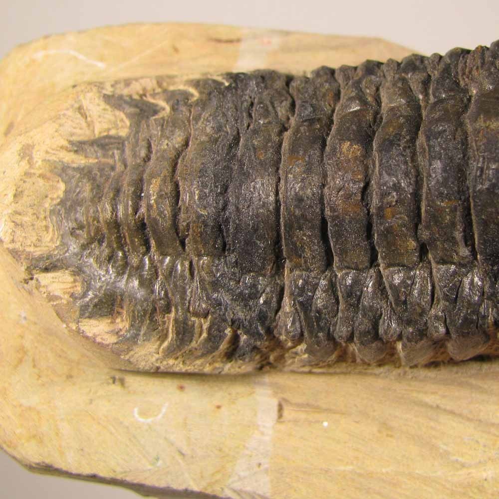 3.4" Crotalocephalus Gibbus TRILOBITE Fossil on Matrix - Devonian Age - Morocco